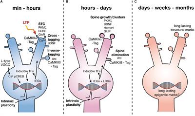 Bridging Synaptic and Epigenetic Maintenance Mechanisms of the Engram